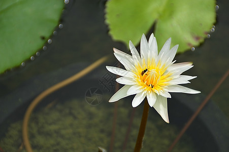 池塘中的白莲紫色反射环境植物学植物群百合情调叶子蓝色花瓣图片