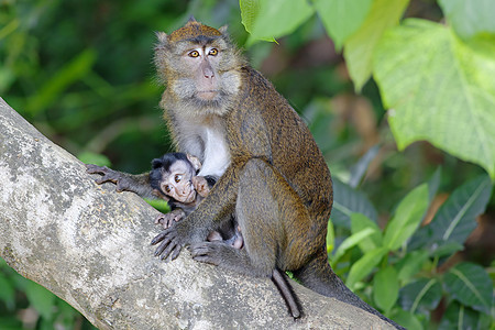 Macaque 猴子少年家庭绿色丛林孩子猕猴母亲动物荒野婴儿图片