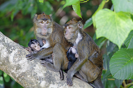 Macaque 猴子森林棕色哺乳动物野生动物母亲孩子荒野婴儿猕猴绿色图片