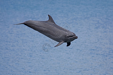 多尔芬灰色哺乳动物游泳蓝色生活喜悦游泳者海洋野生动物荒野图片