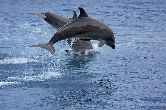 多尔芬哺乳动物灰色蓝色喜悦游泳者游泳海洋生活荒野野生动物图片