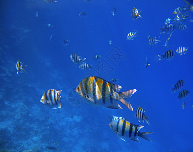 热带热带异国鱼类在水下 红海珊瑚情调酋长蓝色海洋水族馆潜水生活游泳红色图片