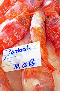黑肚鱼在鱼市中玫瑰鱼食物瑰鱼栖息红鱼海鲜海鱼图片