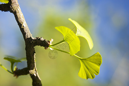 Ginkgo 比洛巴植物群生物学区系花艺花园树叶植物学植物叶子银杏树背景图片