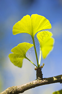 春天银杏树Ginkgo 比洛巴区系蓝色生物植物学银杏树叶子花艺植物树叶生物学背景