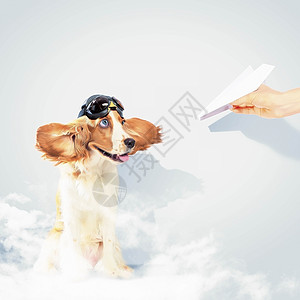 有趣的西班牙狗狗朋友动物猎犬小狗工作室头发戏服英语斑点哺乳动物图片