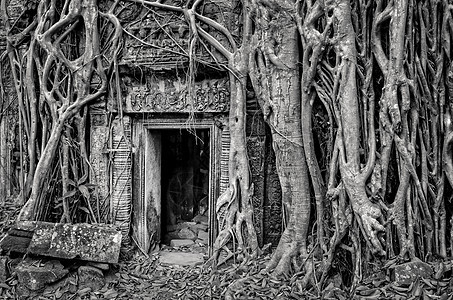 古老的石碑庙门和树根 单色观图片