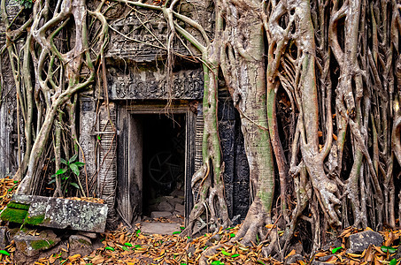 古古石碑庙门和树根图片