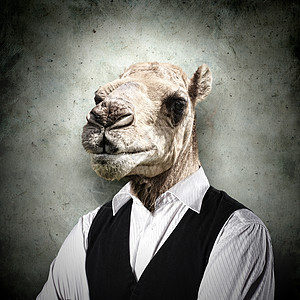 穿着商业西装的滑稽骆驼肖像蓝色天空旅行晴天毛皮套装异国运输动物鼻子图片