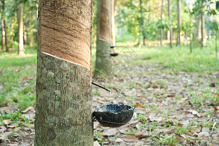 橡胶植树造林种植园风景农业收藏收集乳胶牛奶树液热带植物群图片