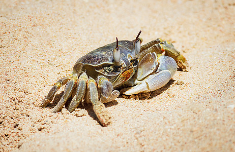 沙地背景的海洋螃蟹热带海水野生动物脆皮动物海岸生物学季节棕榈海滩图片