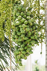 树上棕榈坚果森林产品衬套种子食物分支机构植物学季节植物图片