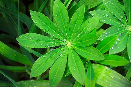 绿叶上的雨滴天气液体植物水滴草本植物环境生活花园生长季节图片