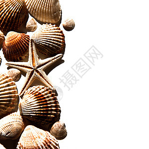 海壳和恒星海滩宏观海岸线星星海洋温泉纪念品甲壳贝类装饰图片