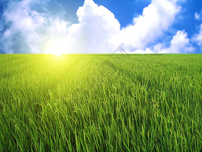 蓝天的稻田收成粮食季节农村植物草地农场种子食物蓝色图片
