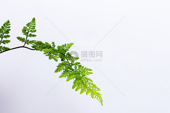白色背景上孤立的绿叶绿色植物群植物植物学宏观蕨类图片