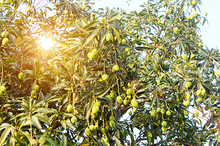 越南芒果芒果在树上生长季节粮食水果生产栽培农业叶子花园热带背景