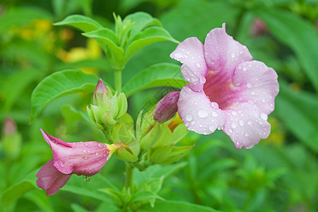 阿拉曼花朵雨滴绿色花园藤蔓植物香味喇叭粉色叶子热带图片