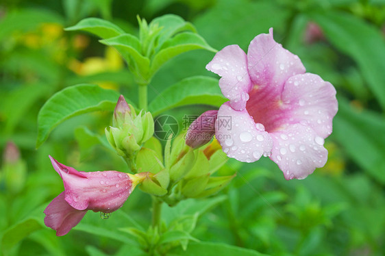 阿拉曼花朵雨滴绿色花园藤蔓植物香味喇叭粉色叶子热带图片