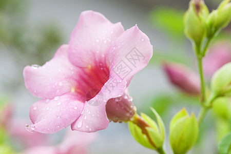 阿拉曼花朵叶子花园香味喇叭粉色阳光绿色植物雨滴热带图片