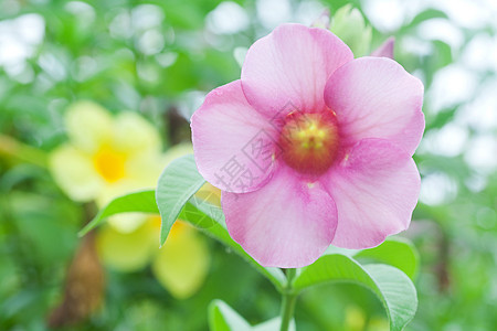 阿拉曼花朵雨滴藤蔓粉色花园叶子绿色香味热带喇叭阳光图片