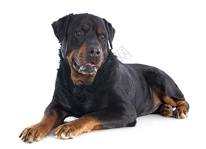 罗威纳犬犬类工作室纳犬宠物鼻子黑色动物背景图片