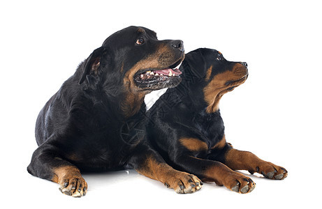 罗威纳犬工作室犬类婴儿小狗成人动物黑色宠物纳犬图片