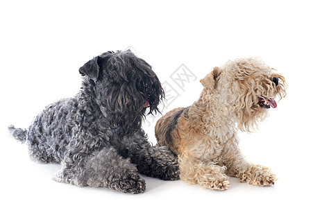 两千兆赫灰色猎犬小狗动物猎狗宠物犬类棕色工作室图片