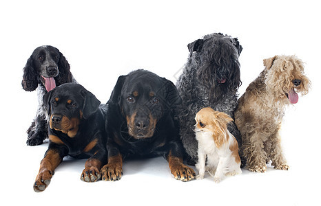 6只6只狗小狗团体动物黑色猎犬棕色工作室灰色宠物犬类图片