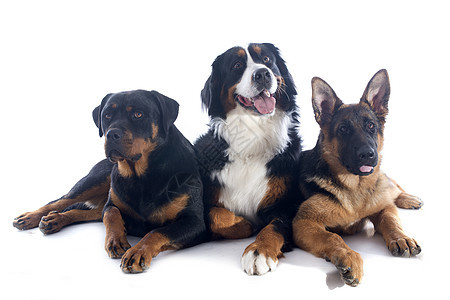 三只狗宠物犬类朋友们小狗团体婴儿牧羊犬山狗山犬动物图片