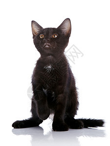 黑猫黑色兽医乐趣脊椎动物耳朵哺乳动物农场好奇心猫科宠物图片