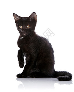 黑小猫坐在白色背景上与高掌坐在一起图片