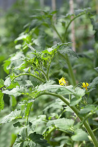 生长番茄蔬菜叶子温室生态生产幼苗灌木农场绿色季节性图片
