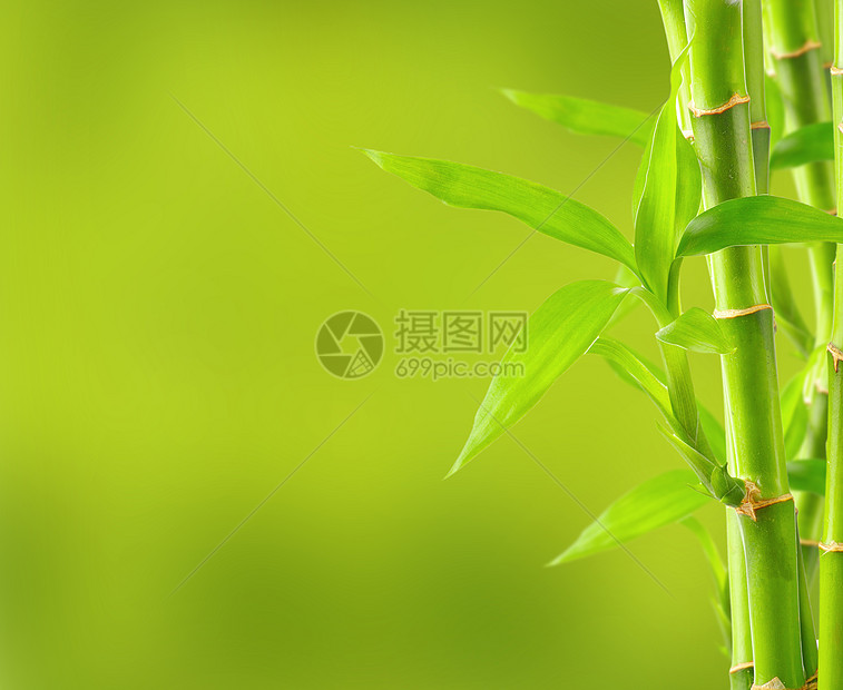 带复制空间的竹布背景温泉热带风水竹子文化叶子园艺环境花园丛林图片