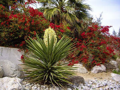 内华达沙漠植物背景图片
