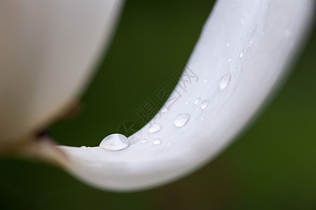 鲜花新芽静脉森林植物雨滴植物群环境花园水滴生活植物学图片