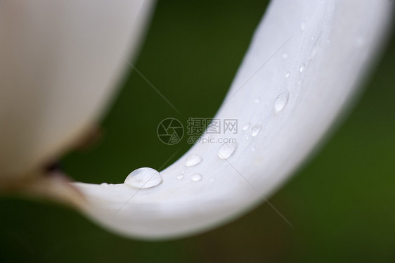 鲜花新芽静脉森林植物雨滴植物群环境花园水滴生活植物学图片