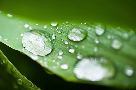 新绿绿色静脉环境生活宏观生长植物群植物叶子森林植物学图片