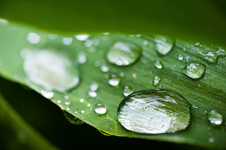 新绿绿色环境植物雨滴生长植物学水滴生活森林叶子宏观图片