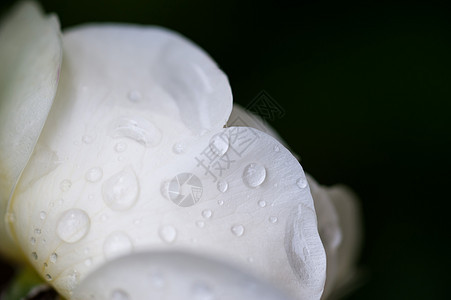 鲜花新芽花瓣植物群生长宏观森林植物水滴静脉生活雨滴图片