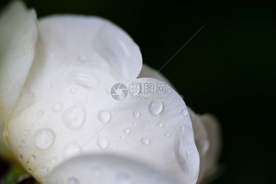 鲜花新芽花瓣植物群生长宏观森林植物水滴静脉生活雨滴图片