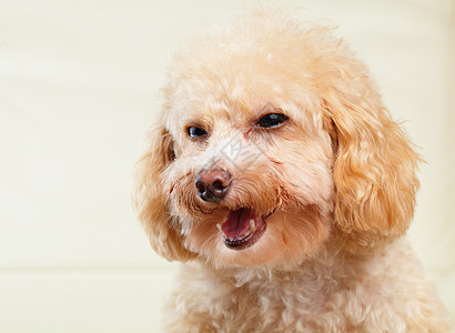 狗狗微笑朋友动物眼睛爪子头发棕色贵宾犬白色卷曲金子图片