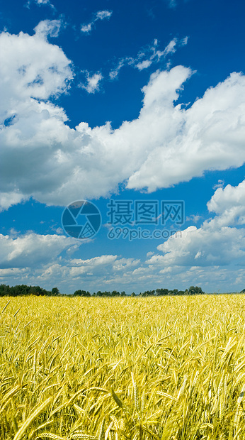 小麦田蓝色食物植物谷物草地阳光城市场景农业地平线图片