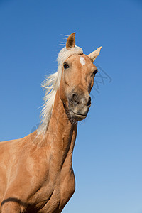 在马牧场外的金色金发美金色cruzado马匹速度小跑自由鬃毛运动头发牧场跑步耳朵天空图片