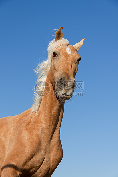 在马牧场外的金色金发美金色cruzado马匹速度小跑自由鬃毛运动头发牧场跑步耳朵天空图片
