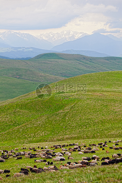 山里的牧草上放牧羊群农业家畜蓝色风景场地动物旅行草原哺乳动物农场图片