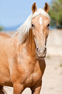 在马牧场外的金色金发美金色cruzado马匹荒野跑步动物耳朵运动眼睛头发鬃毛自由牧场图片