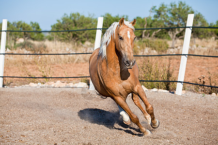 在马牧场外的金色金发美金色cruzado马匹牧场速度哺乳动物跑步天空日落耳朵眼睛蓝色自由图片