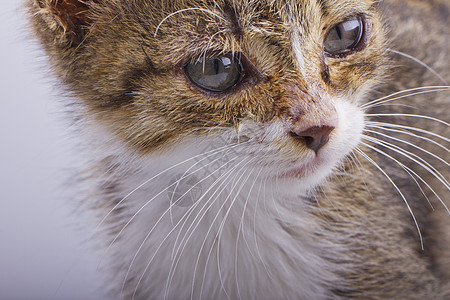 猫类主题毛皮哺乳动物友谊青年尾巴小猫头发猫科动物动物图片