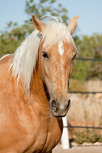 在马牧场外的金色金发美金色cruzado马匹小跑哺乳动物牧场运动蓝色跑步情绪力量自由速度图片